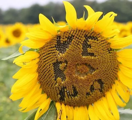 Apartamento Sunflower Flat *